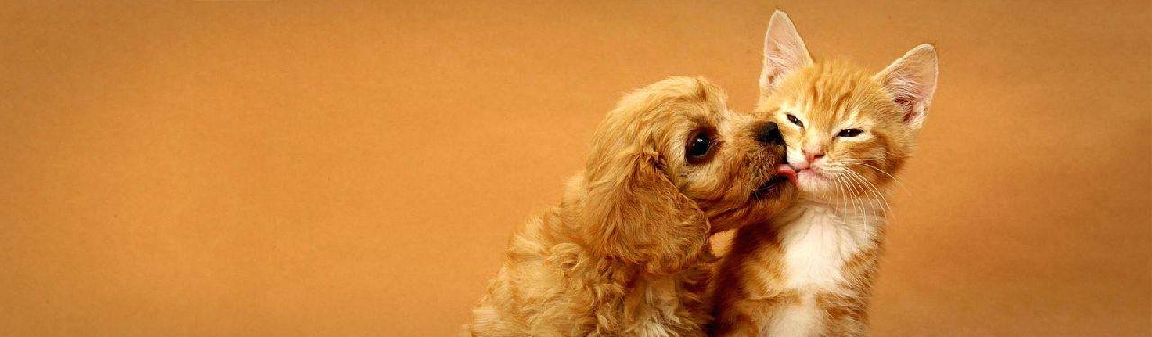 cocker-spaniel-puppy-kissing-little-red